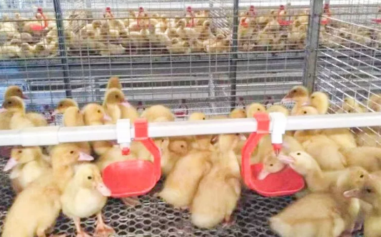 養(yǎng)鴨場(chǎng)老板：熱泵供暖溫度高，費(fèi)用比燒煤還??！